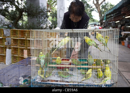 chinesische Frau Fütterung Wellensittiche zu verkaufen in einem Käfig am Yuen po street Bird garden Mong Kok Bezirk Kowloon Hong Kong Sonderverwaltungsregion Hongkong China Stockfoto