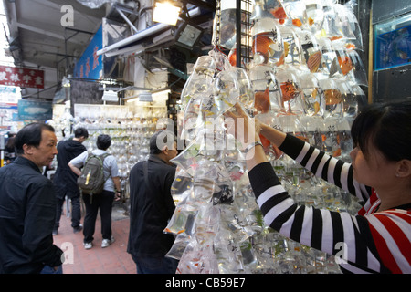 weibliche Stand Halter hängen in Plastiktüten auf dem Goldfisch Fischmarkt Goldfisch Straße Mong Kok Bezirk Kowloon Hong Kong Hksa Stockfoto