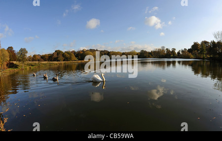 Erwachsenen Höckerschwan Schwimmen mit ihren jungen Cygnets an einem See in einem Landschaftspark mit Hardwick Hall im Hintergrund. Stockfoto