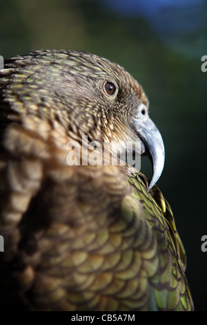 Kea (Nestor Notabilis) bei Nga Manu Nature Reserve. Kapiti Coast, Wellington, Neuseeland, Australien Stockfoto