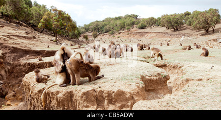 Eine große Schar von Gelada Paviane Weiden entlang der nördlichen Böschung in den Simien Mountains, Nord-Äthiopien, Afrika. Stockfoto