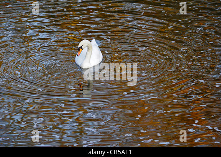 Erwachsene männliche Maiskolben oder weiblichen Stift Höckerschwan schwimmen an einem See mit Wellen Stockfoto