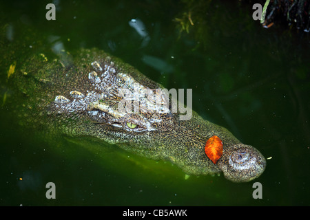 Krokodil lauern in sumpfigen Wasser in Phuket Zoo. Stockfoto