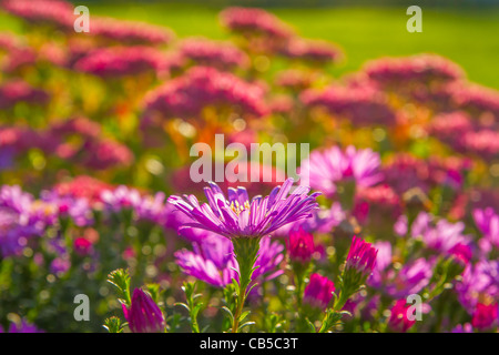 Blumen auf einem Bett Stockfoto