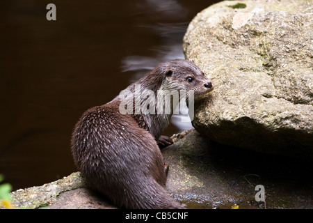 Ein Gefangener junge europäische Otter (Lutra Lutra) Stockfoto