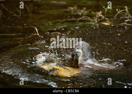 Gefangenen jungen europäischen Fischotter (Lutra Lutra) Playfighting im Wasser Stockfoto