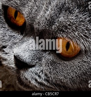 Lustige graue britische Katze mit leuchtend gelben Augen, Nahaufnahme Stockfoto