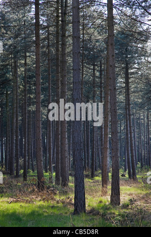 Europäische Schwarzkiefer (Pinus Nigra) Bäume im Wald, Belgien Stockfoto