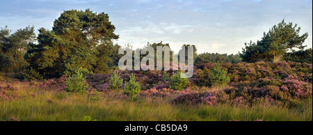 Die Natur park De Zoom - Kalmthoutse Heide mit Heidekraut blühen im Sommer, Belgien / Niederlande Stockfoto