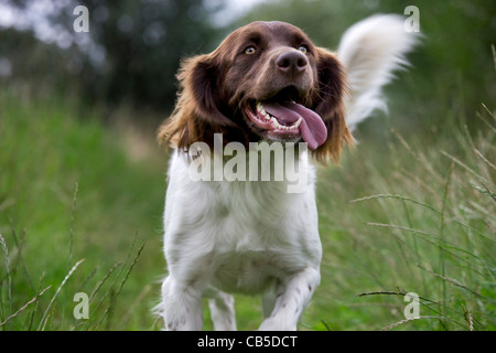 Drentsche Patrijshond / Dutch Partridge Dog / Drent Spaniel Art Jagdhund im Feld, die Niederlande laufen Stockfoto