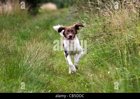 Drentsche Patrijshond / Dutch Partridge Dog / Drent Spaniel Art Jagdhund im Feld, die Niederlande laufen Stockfoto