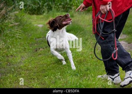 Drentsche Patrijshond / Dutch Partridge Dog / Drent Spaniel Art Jagdhund und Besitzer mit Leine im Feld, Niederlande Stockfoto