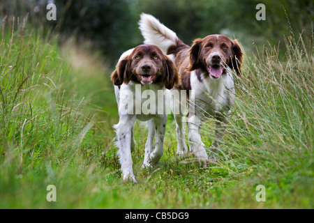 Drentsche Patrijshond / Dutch Partridge Dog / Drent Typ Spaniel Jagd Hund im Feld, Niederlande Stockfoto