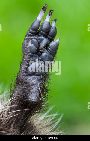 Gemeinsame Europäische Igel (Erinaceus Europaeus)-Nahaufnahme des Fußes zeigt Pads, Zehen und Krallen, Belgien Stockfoto