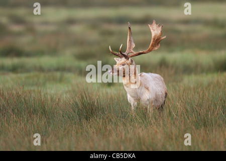 Damhirsch Hirsch während der Brunftzeit Stockfoto