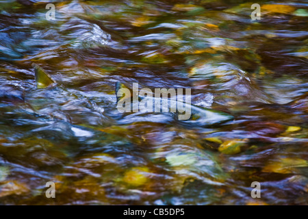 Flossen ein Chum Salmon ragt über dem Wasser auf dem Weg zu den Kies laichen Betten Stockfoto