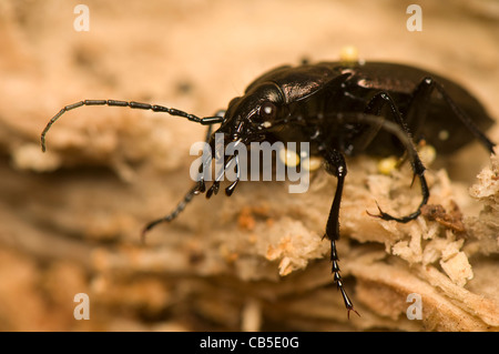 Carabus granulatus Stockfoto