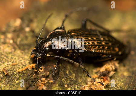 Carabus granulatus Stockfoto