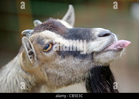 Porträt der Ziege, die im Käfig des Zoo und Loll Zunge lustig aussehenden ist. Stockfoto