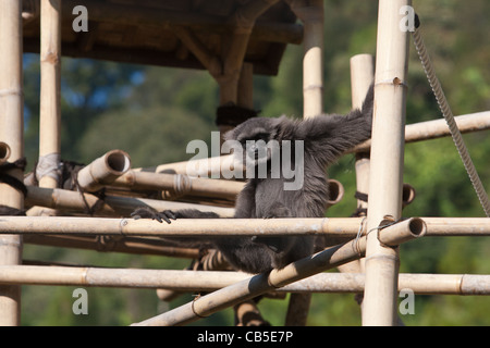 Gefangenschaft Moloch oder silbrig Gibbon (Hylobates Moloch) ruhen Stockfoto