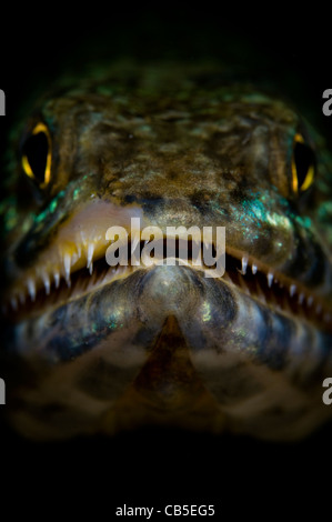 Eidechsenfisch Portrait, Synodus SP., Lembeh Strait, Manado, Nord-Sulawesi, Indonesien, Pazifik Stockfoto