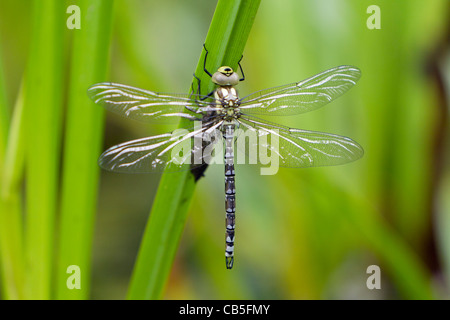 Südlichen Hawker Libelle (Aeshna Cyanea), entstanden neu trocknen Flügel, Niedersachsen, Deutschland Stockfoto