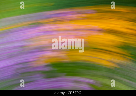 Gartenblumen, künstlerische Impression in eine abstrakte Komposition, Niedersachsen, Deutschland Stockfoto