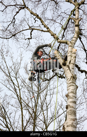 Junge dänische Förster hängen in seinem Seile im vollen Holz Fällen Ausrüstung Fällen eines Baumes große Birke in Dänemark, Skandinavien Stockfoto