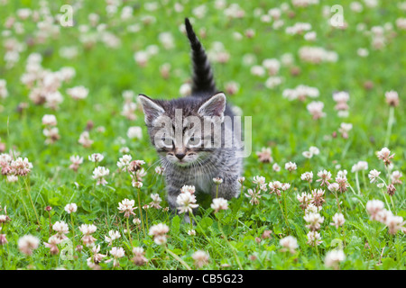 Kätzchen, zu Fuß über Garten Rasen, Niedersachsen, Deutschland Stockfoto