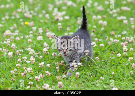 Kätzchen, zu Fuß über Garten Rasen, Niedersachsen, Deutschland Stockfoto