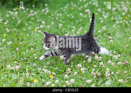 Kätzchen, zu Fuß über Garten Rasen, Niedersachsen, Deutschland Stockfoto