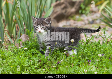 Kätzchen, zu Fuß über Garten Rasen, Niedersachsen, Deutschland Stockfoto