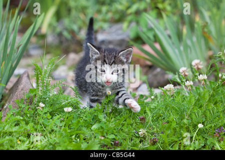 Kätzchen, zu Fuß über Garten Rasen, Niedersachsen, Deutschland Stockfoto