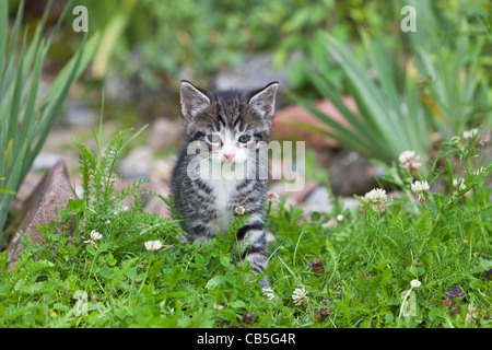 Kätzchen, zu Fuß über Garten Rasen, Niedersachsen, Deutschland Stockfoto