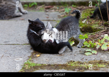 Kätzchen, zwei Kämpfe im Freien im Garten, Niedersachsen, Deutschland Stockfoto