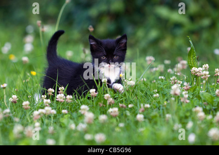 Kätzchen, zu Fuß über Garten Rasen, Niedersachsen, Deutschland Stockfoto