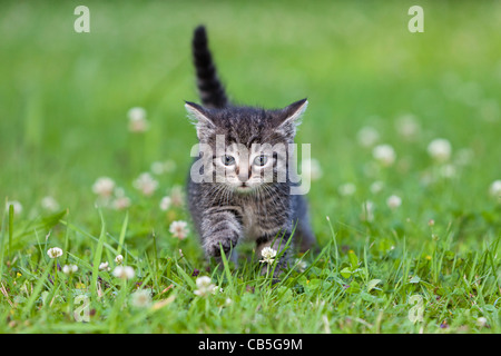 Kätzchen, zu Fuß über Garten Rasen, Niedersachsen, Deutschland Stockfoto