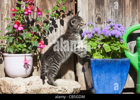 Kätzchen, schnüffeln an Blumen im Blumentopf im Freien, Niedersachsen, Deutschland Stockfoto