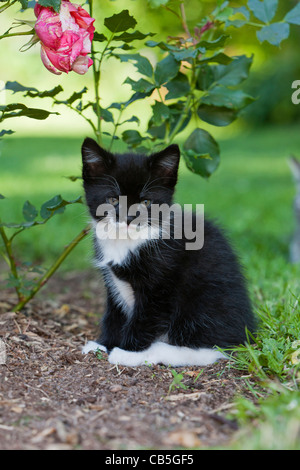 Kätzchen, sitzen unter einem Rosenbusch in Garten, Niedersachsen, Deutschland Stockfoto