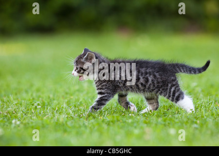 Kätzchen, zu Fuß über Garten Rasen, Niedersachsen, Deutschland Stockfoto