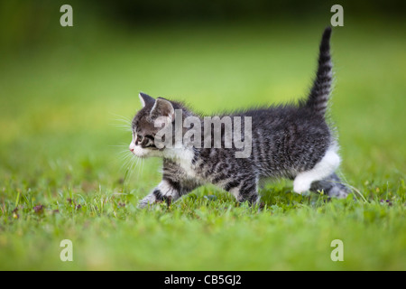 Kätzchen, zu Fuß über Garten Rasen, Niedersachsen, Deutschland Stockfoto