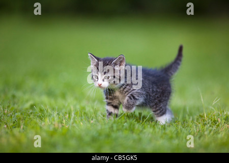 Kätzchen, zu Fuß über Garten Rasen, Niedersachsen, Deutschland Stockfoto