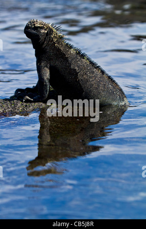 Galapagos Tierwelt Natur Reflexion marine Iguana frische gefährdet im freien Umwelt Sonnenlicht Park Reserve isoliert Sonne Stockfoto