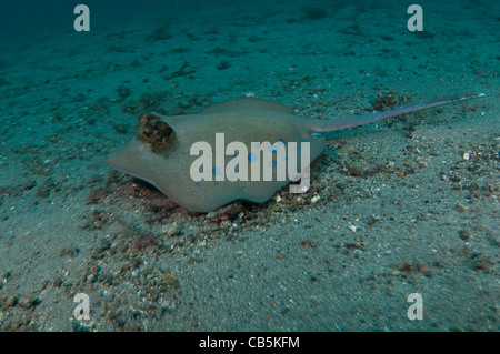 Blue Spotted Stingray, Dasyatis Kuhlii, Lembeh Strait, Bitung, Manado, Nord-Sulawesi, Indonesien, Pazifik Stockfoto