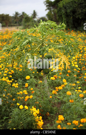 Papaya-Bäume mit Früchten Andhra Pradesh in Indien Stockfoto