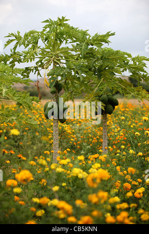 Papaya-Bäume mit Früchten Andhra Pradesh in Indien Stockfoto