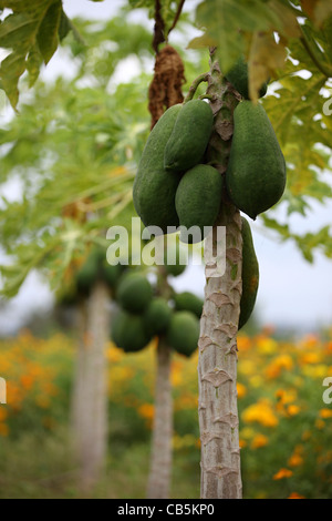 Papaya-Bäume mit Früchten Andhra Pradesh in Indien Stockfoto