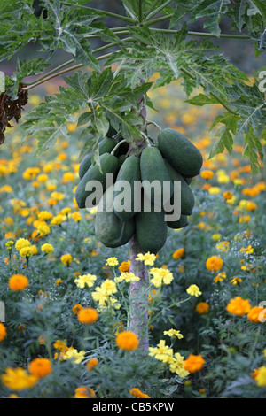 Papaya-Bäume mit Früchten Andhra Pradesh in Indien Stockfoto