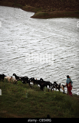 Schäferin entlang eines Flusses Andhra Pradesh in Indien Stockfoto