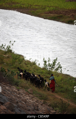 Schäferin entlang eines Flusses Andhra Pradesh in Indien Stockfoto